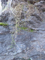 Stellaria gracilenta