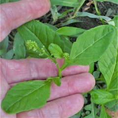 Rorippa sessiliflora