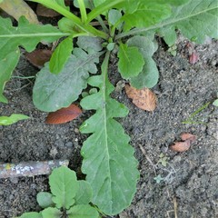 Rorippa sessiliflora