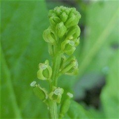 Rorippa sessiliflora