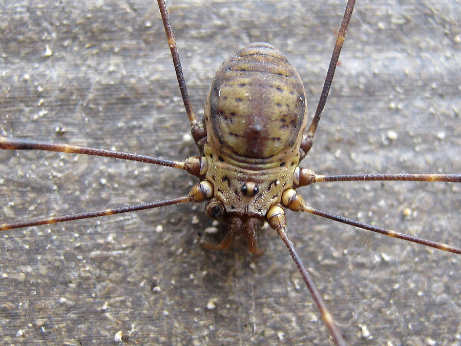 Chasenella