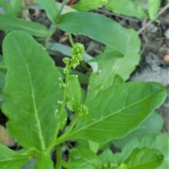 Rorippa sessiliflora