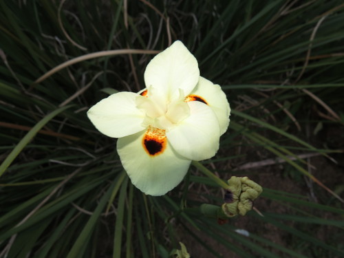 Dietes bicolor