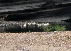 Anas platyrhynchos domesticus