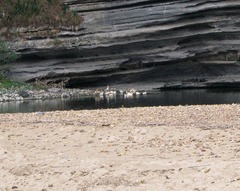 Anas platyrhynchos domesticus