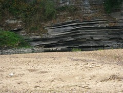 Anas platyrhynchos domesticus