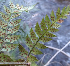 Polystichum neozelandicum zerophyllum × vestitum