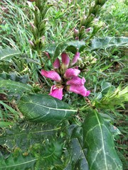 Acanthus polystachyus