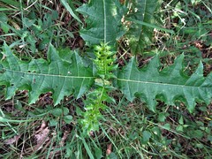 Acanthus polystachyus