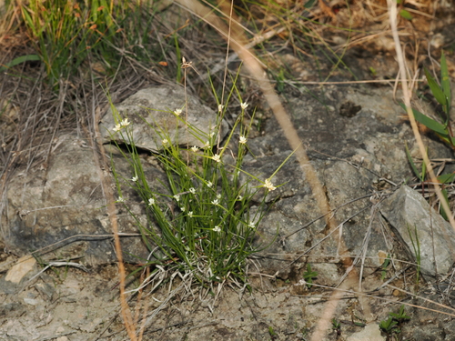 Image of Rhynchospora nivea by (c) Joseph Aubert, some rights reserved (CC BY)