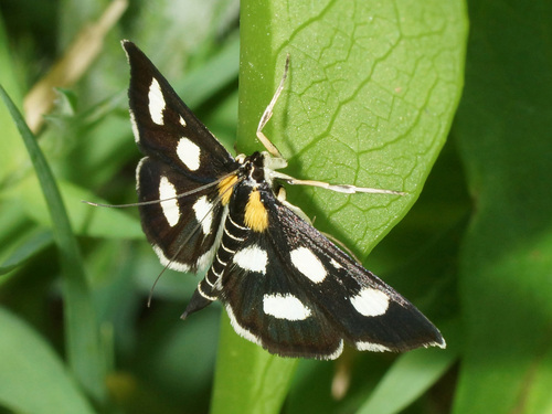 Anania funebris