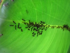 Dolichoderus kinabaluensis