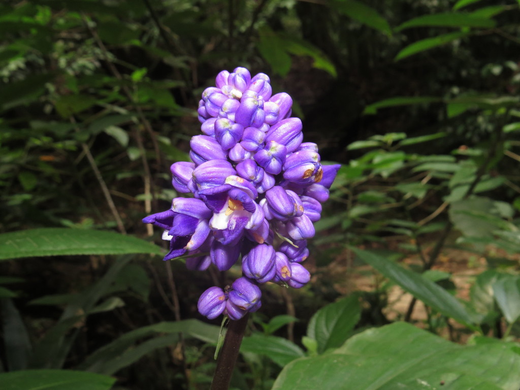 Blue ginger (Florianopolis Plants Monocots) · iNaturalist