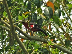 Lybius bidentatus