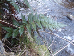 Polystichum neozelandicum zerophyllum × vestitum