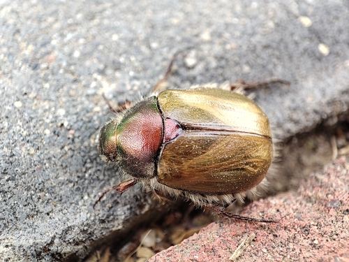 Proagopertha lucidula