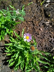 Erigeron glacialis glacialis