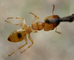 Gesomyrmex chaperi
