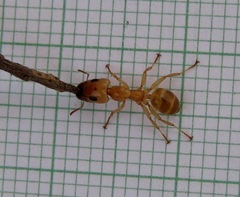 Gesomyrmex chaperi