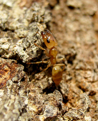 Gesomyrmex chaperi