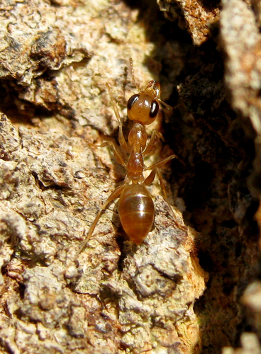 查氏短角蚁Gesomyrmex chaperi
