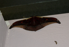 Antheraea assamensis