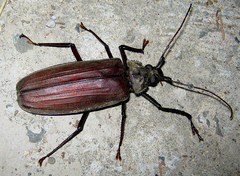 Xixuthrus microcerus microcerus