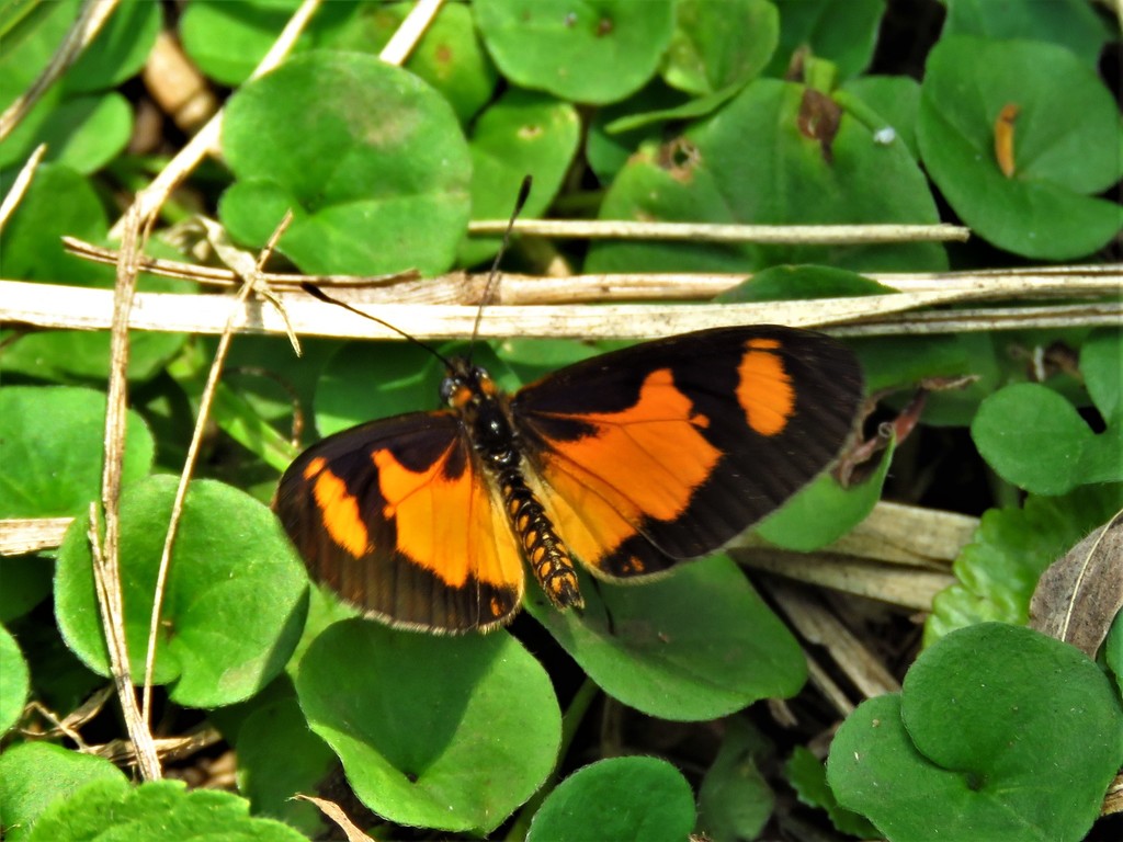 Acraea acerata