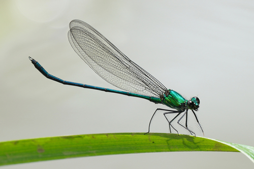 Vestalis anacolosa