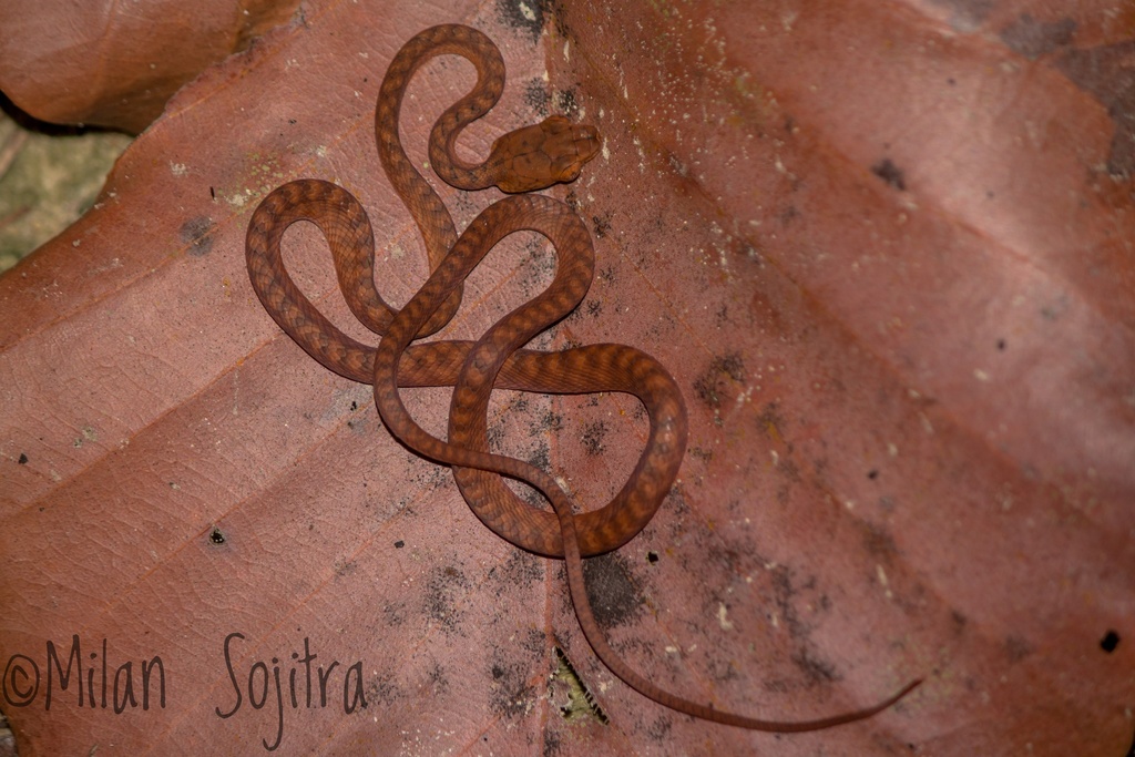 Andaman Cat Snake