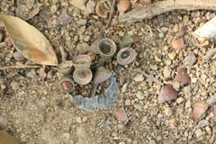 Lithocarpus harlandii, photograph author not stated, no rights reserved