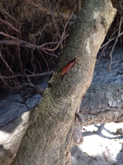 Urocerus californicus