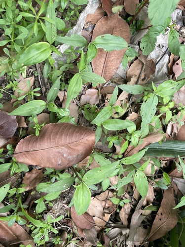 Foto de Trapoeraba