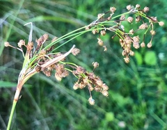 Scirpus pendulus