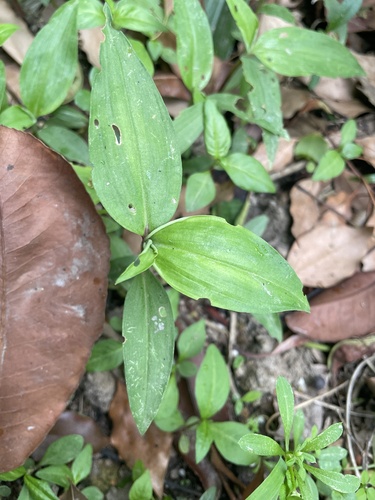 Foto de Trapoeraba