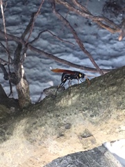 Urocerus californicus