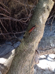 Urocerus californicus