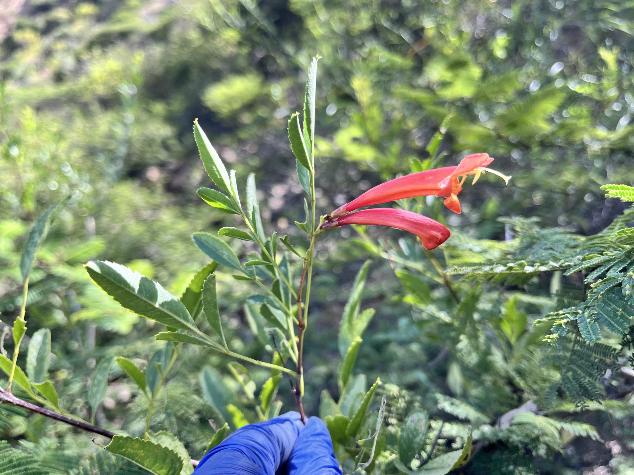 Imagem de Ipê-de-jardim