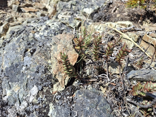Veronica biggarii observed 2025-02-14