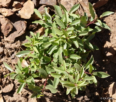 Frangula rubra
