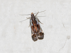Dichomeris ochripalpella
