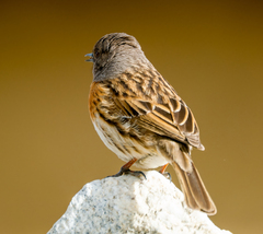 Robin Accentor photo 3