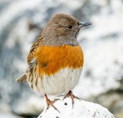 Robin Accentor photo 2