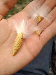 Vincetoxicum sibiricum