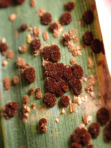 Puccinia longicornis