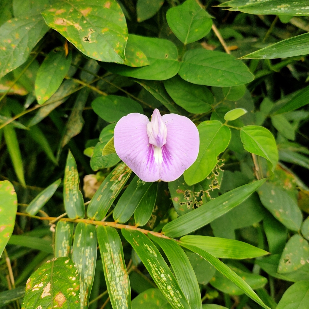 Centro, Butterfly pea (Centrosema pubescens)