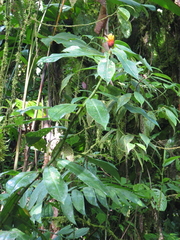Costus curvibracteatus
