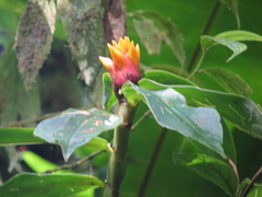 Costus curvibracteatus