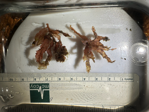 Amansia glomerata observed 2025-04-16