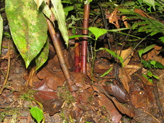 Costus curvibracteatus